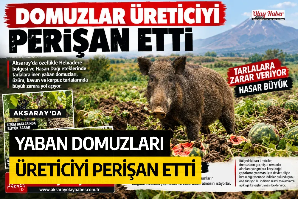 Aksaray'da Yaban Domuzları Üreticiyi Perişan Etti